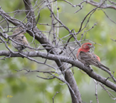 House Finches 1012